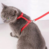 Cat Body Harness