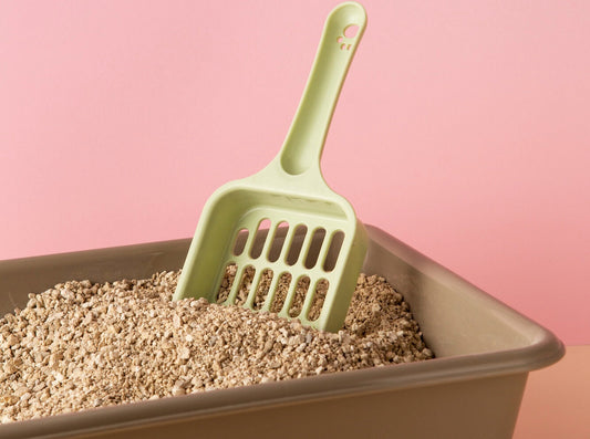 Best Cat Litter for Your Cat: An Ultimate Guide