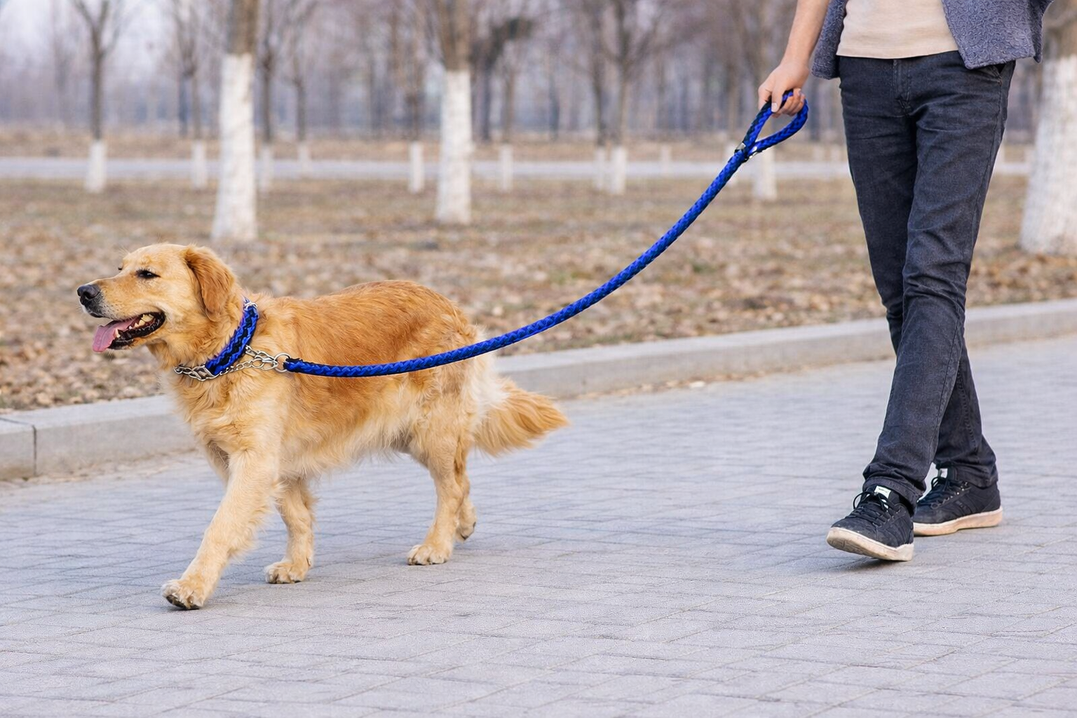 Nylon Braided Harness with Collar for Dogs - 4ft