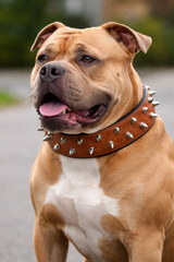 Spiked Leather Collar for Dogs