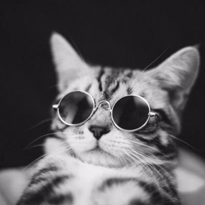 Cat Glasses