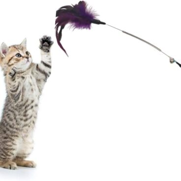 Cat Playing Stick with Feather