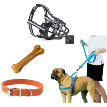 Dog Essentials